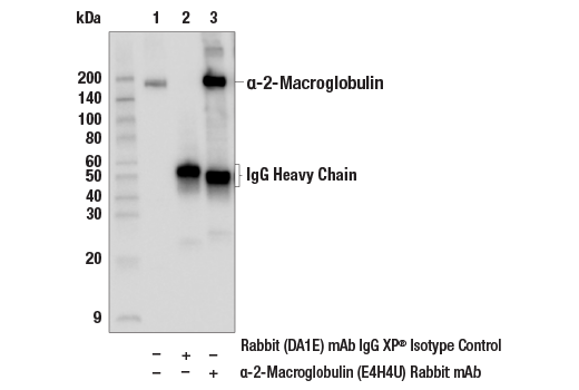 Immunoprecipitation Image 1: alpha-2-Macroglobulin (E4H4U) Rabbit Monoclonal Antibody