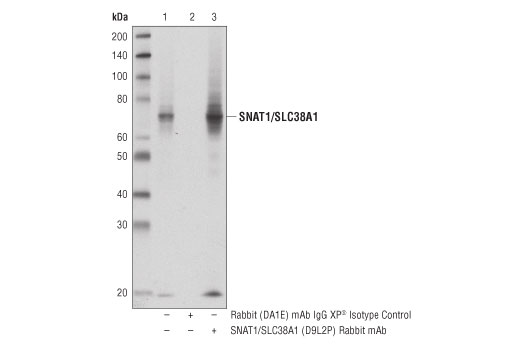 Immunoprecipitation Image 1: SNAT1/SLC38A1 (D9L2P) Rabbit Monoclonal Antibody