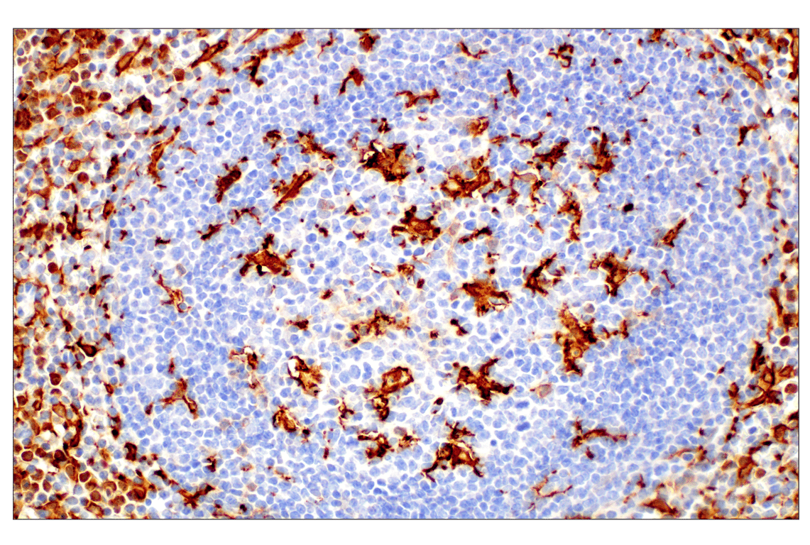 Immunohistochemistry Image 14: Iba1/AIF-1 (E4O4W) Rabbit Monoclonal Antibody (BSA and Azide Free)