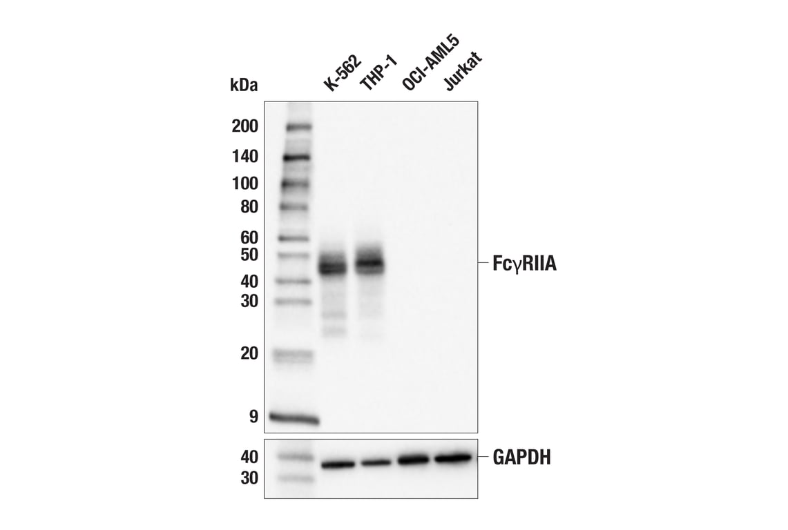 Western Blotting Image 1: FcγRIIA (E3K8U) Rabbit mAb