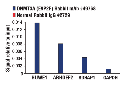 Chromatin Immunoprecipitation Image 3: DNMT3A (E9P2F) Rabbit Monoclonal Antibody