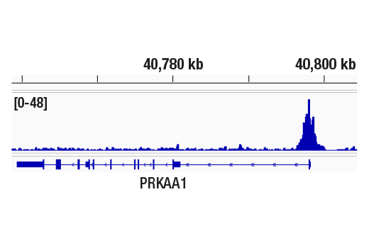 undefined Image 36: SET1/COMPASS Antibody Sampler Kit