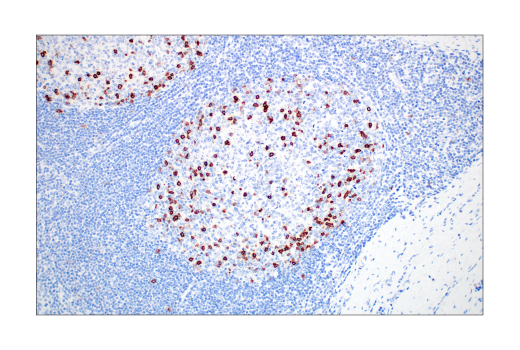 Immunohistochemistry Image 6: CD57 (HNK-1) Mouse Monoclonal Antibody