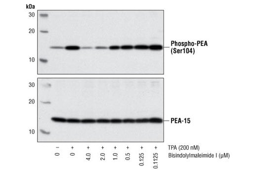 undefined Image 2: Bisindolylmaleimide I, Hydrochloride