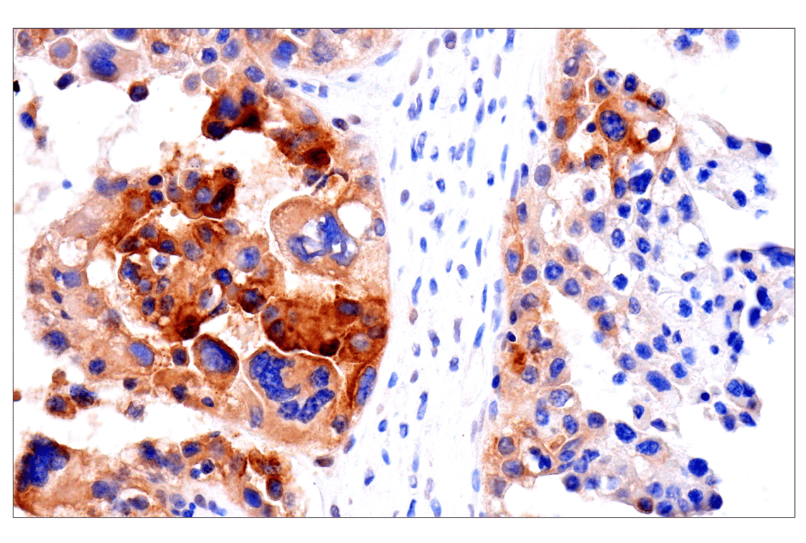 Immunohistochemistry Image 3: CEACAM7 (E5Q6X) Rabbit Monoclonal Antibody (BSA and Azide Free)