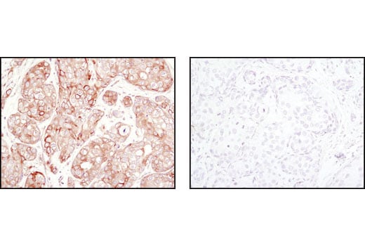 Immunohistochemistry Image 4: alpha/beta-Tubulin Antibody