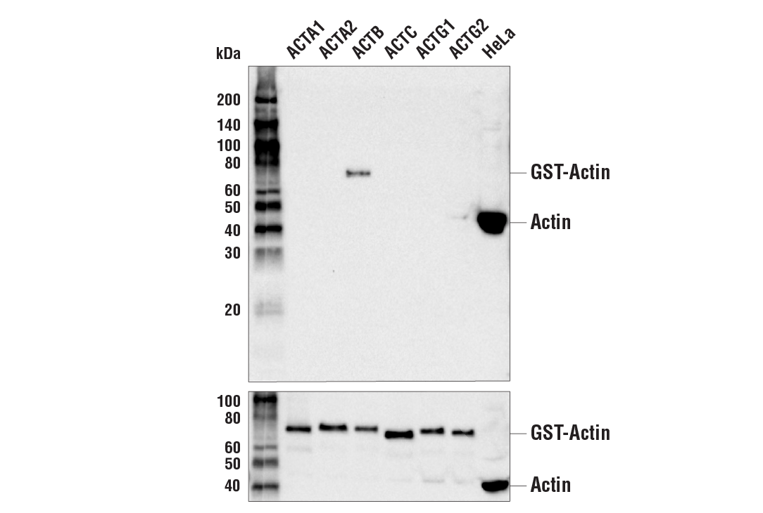 Western Blotting Image 2: beta-Actin (13E5) Rabbit Monoclonal Antibody (BSA and Azide Free)