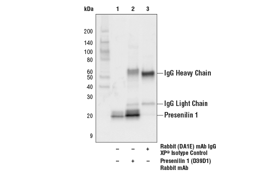 Immunoprecipitation Image 1: Presenilin 1 (D39D1) Rabbit Monoclonal Antibody