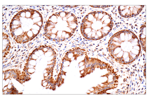 Immunohistochemistry Image 9: TSPO (D1N7Z) Rabbit Monoclonal Antibody
