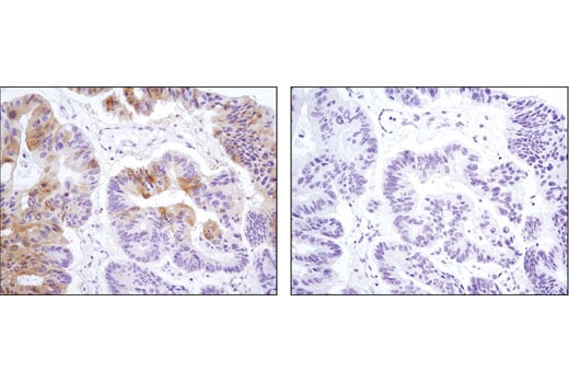 Immunohistochemistry Image 1: Phospho-p90RSK (Ser380) (D3H11) Rabbit Monoclonal Antibody (BSA and Azide Free)