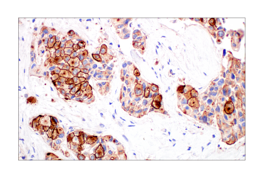 Immunohistochemistry Image 4: Phospho-Tyrosine (4G10) Mouse Monoclonal Antibody