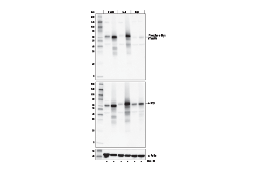 undefined Image 3: Myc Family Profiling Antibody Sampler Kit