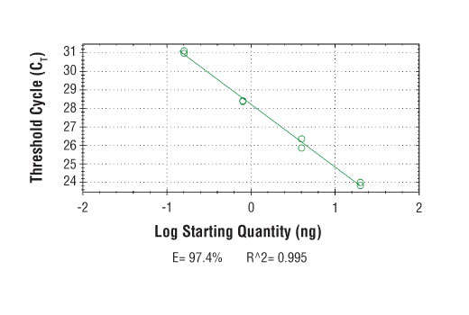 Chromatin Immunoprecipitation Image 2: SimpleChIP<sup>®</sup> Mouse CXCL2 Promoter Primers