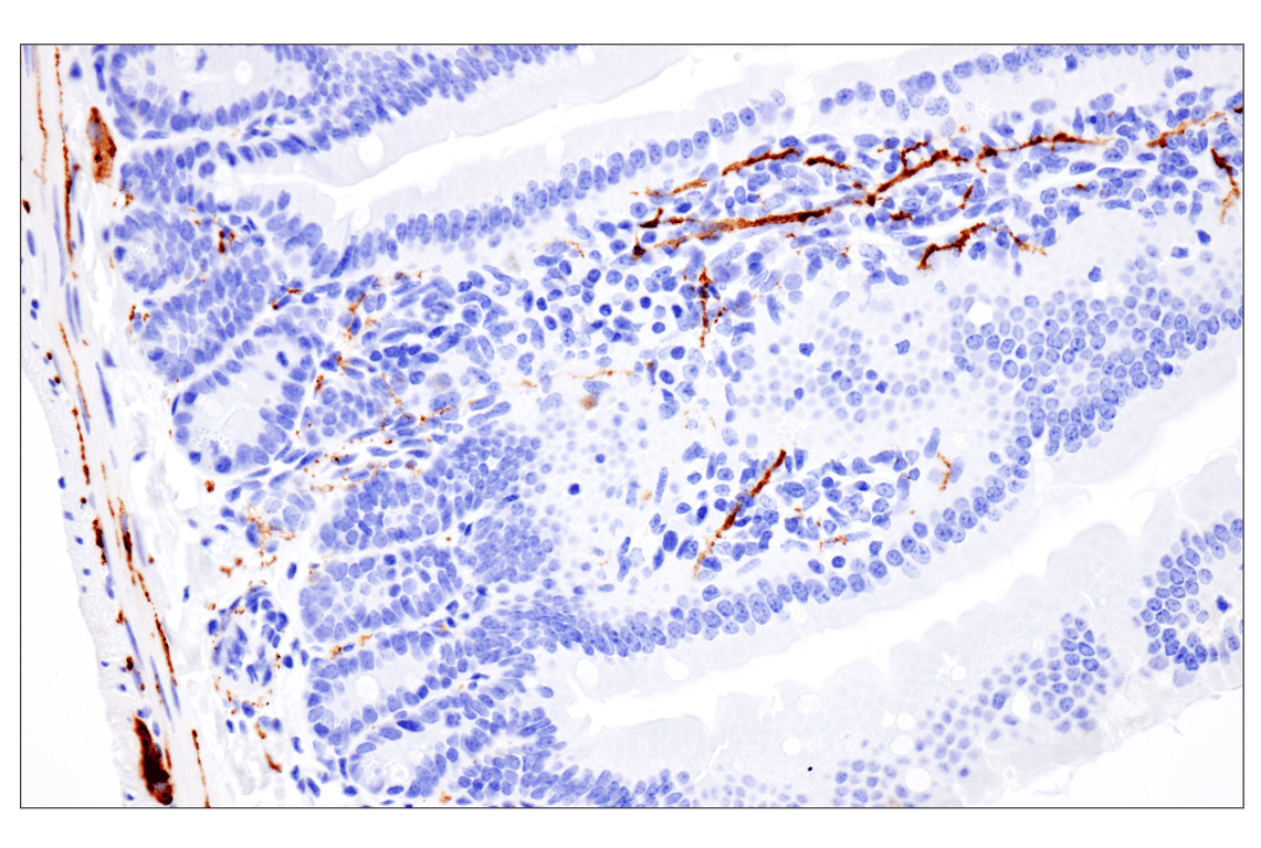 undefined Image 14: Presynaptic Vesicle Cycle Antibody Sampler Kit