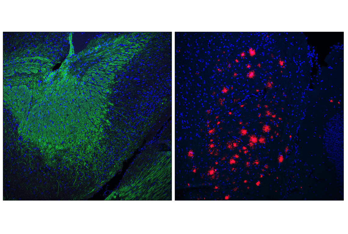 Immunofluorescence Image 3: PLP1 (E9V1N) Rabbit Monoclonal Antibody (BSA and Azide Free)