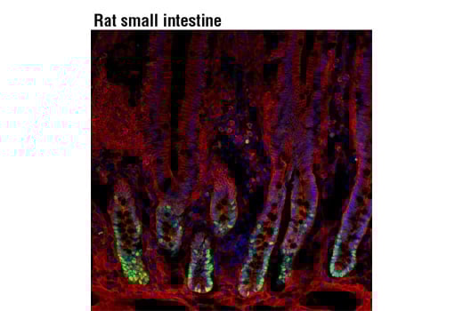Immunofluorescence Image 1: PCNA (D3H8P) Rabbit Monoclonal Antibody