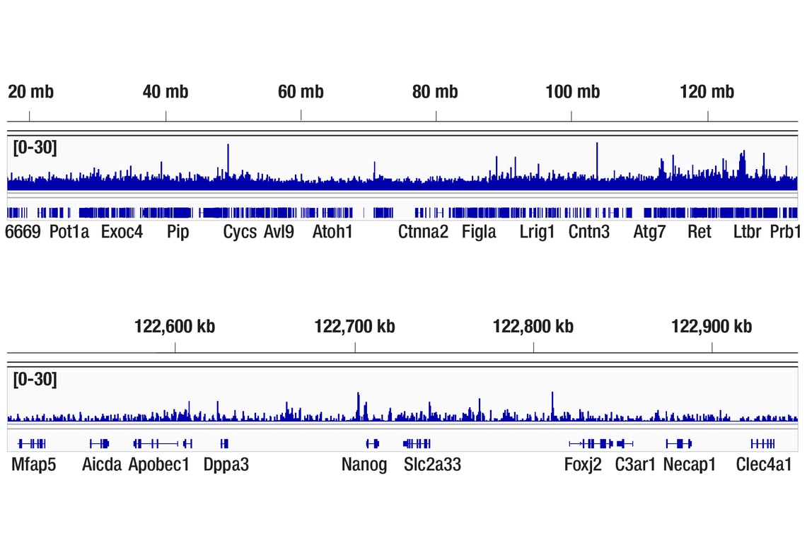 CUT & RUN Image 2: TET2 (D6C7K) Rabbit Monoclonal Antibody