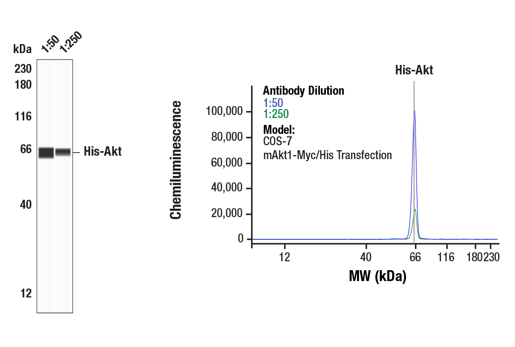 Western Blotting Image 1: His-Tag (D3I1O) Rabbit Monoclonal Antibody