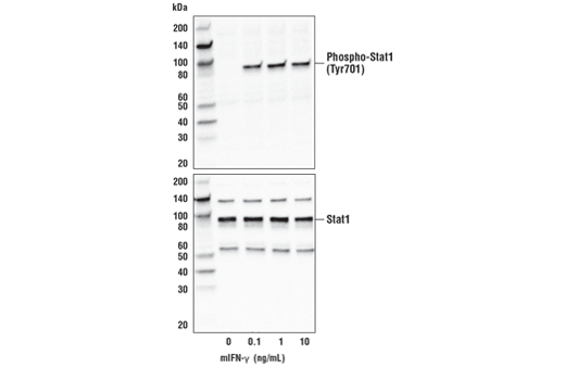 undefined Image 3: Mouse Interferon-gamma (mIFN-gamma) Recombinant Protein