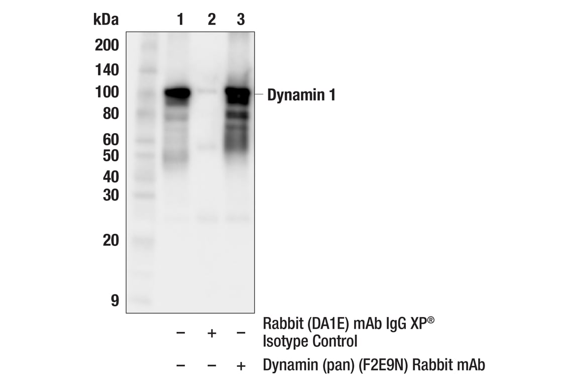 Immunoprecipitation Image 1: Dynamin (pan) (F2E9N) Rabbit Monoclonal Antibody