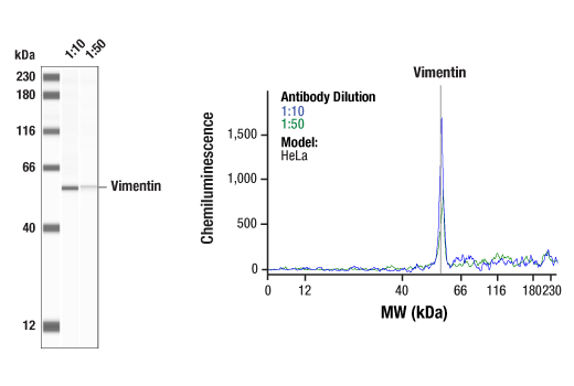 Western Blotting Image 1: Vimentin (D21H3) Rabbit Monoclonal Antibody
