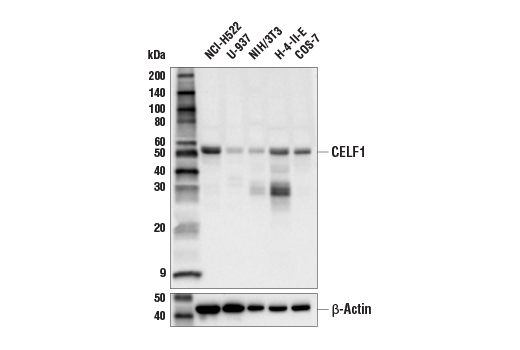 Western Blotting Image 2: CELF1 (E8Q4G) Rabbit Monoclonal Antibody