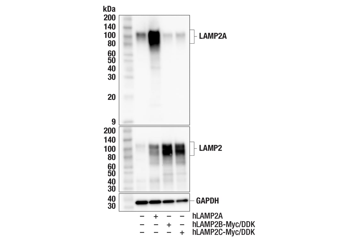 Western Blotting Image 2: LAMP2A (F1A5A) Rabbit Monoclonal Antibody