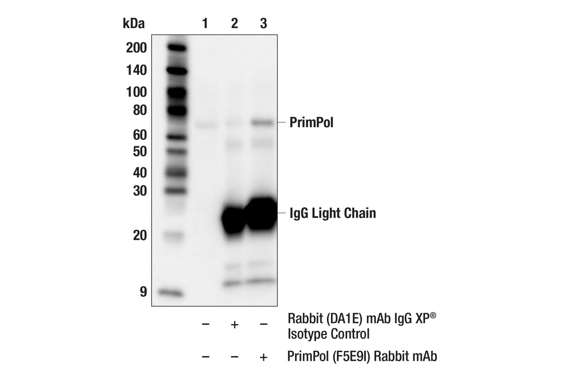 Immunoprecipitation Image 1: PrimPol (F5E9I) Rabbit Monoclonal Antibody