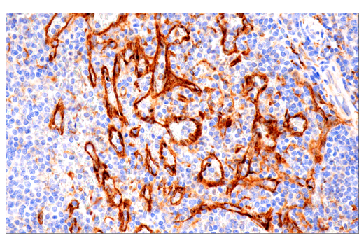 Immunohistochemistry Image 3: FcRn (E9J8W) Rabbit Monoclonal Antibody (BSA and Azide Free)