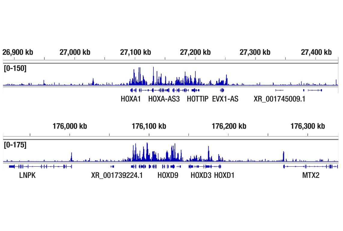 CUT & Tag Image 2: Bmi1 (D20B7) Rabbit Monoclonal Antibody