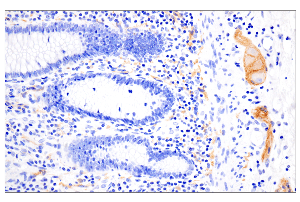 Immunohistochemistry Image 3: N-Cadherin (13A9) Mouse Monoclonal Antibody