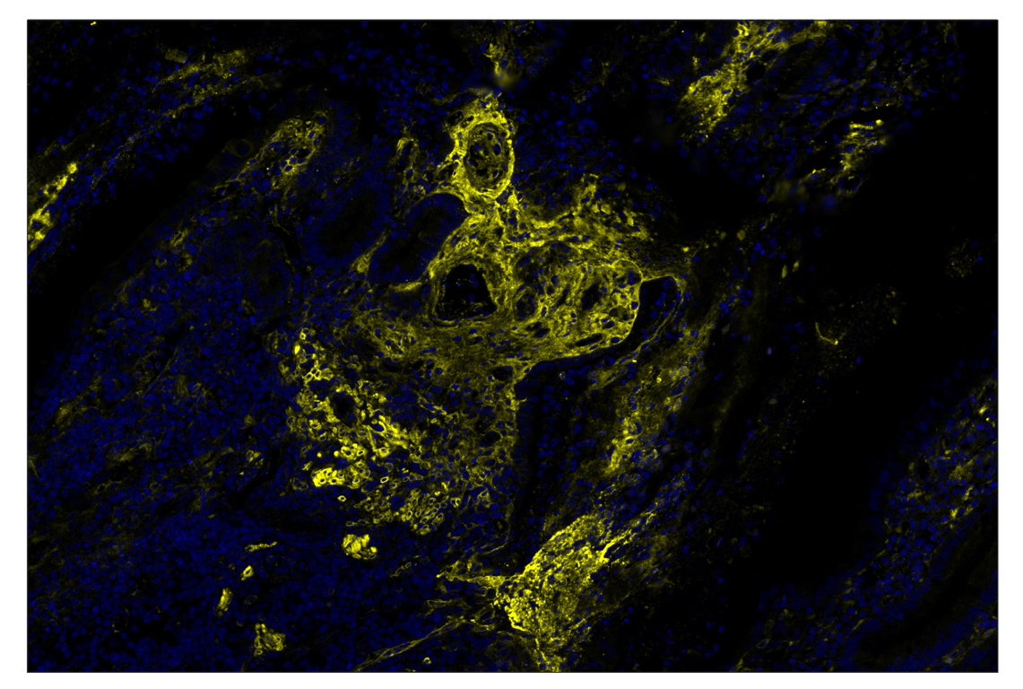 Immunohistochemistry Image 1: IL-1 beta (3A6) & CO-0175-488 SignalStar<sup>™</sup> Oligo-Antibody Pair
