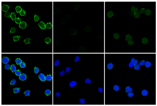Immunofluorescence Image 1: Phospho-FLT3 (Tyr589/591) (E4D6Y) Rabbit Monoclonal Antibody