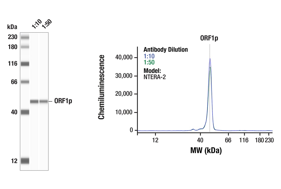 Western Blotting Image 1: ORF1p (D3W9O) Rabbit Monoclonal Antibody