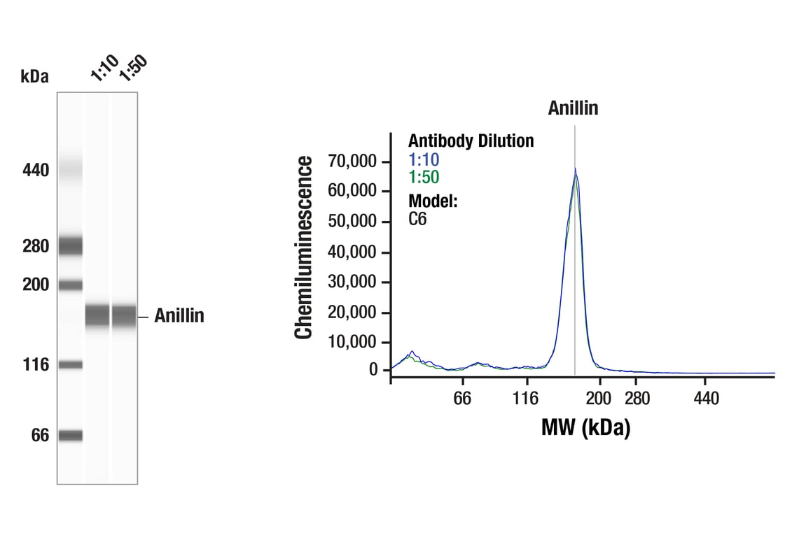 Western Blotting Image 1: Anillin (F6M2V) Rabbit Monoclonal Antibody