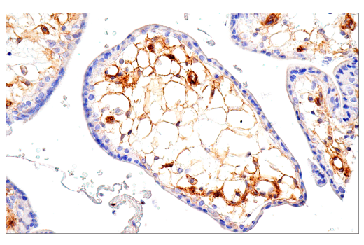 Immunohistochemistry Image 7: CD99 (PCB1) Mouse mAb