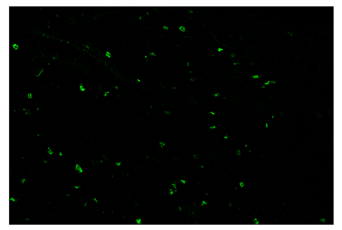 Immunohistochemistry Image 2: XCR1 (D2F8T) & CO-0015-488 SignalStar<sup>™</sup> Oligo-Antibody Pair
