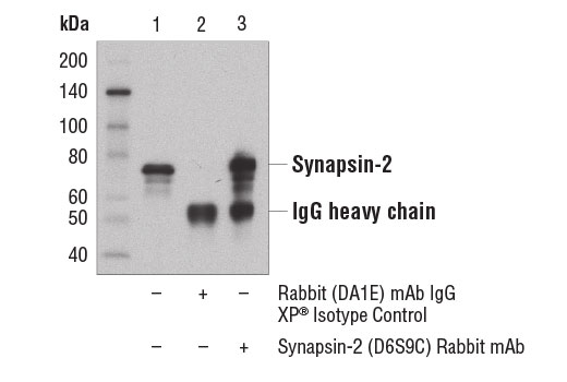 Immunoprecipitation Image 1: Synapsin-2 (D6S9C) Rabbit Monoclonal Antibody