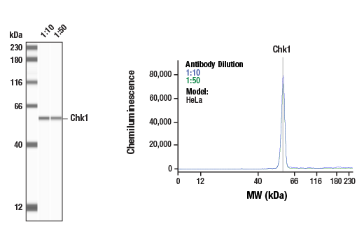 Western Blotting Image 1: Chk1 (2G1D5) Mouse mAb