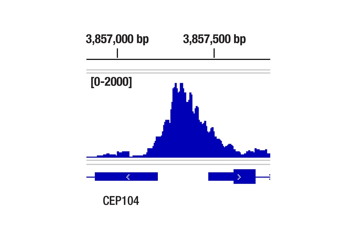 CUT & Tag Image 1: TCF4/ITF2 (E3X2Y) Rabbit Monoclonal Antibody (ChIP Formulated)