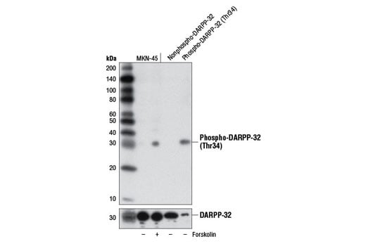 Western Blotting Image 1: Phospho-DARPP-32 (Thr34) (D27A4) Rabbit mAb