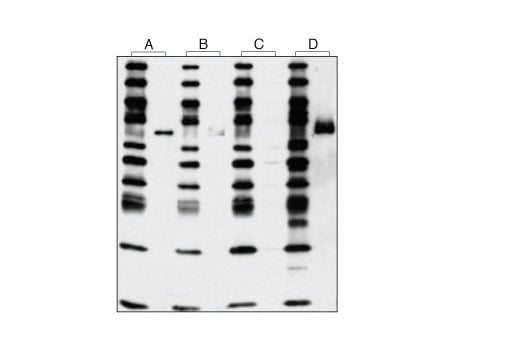 Western Blotting Image 2: Phospho-Met (Tyr1234/1235) (D26) Rabbit Monoclonal Antibody (BSA and Azide Free)