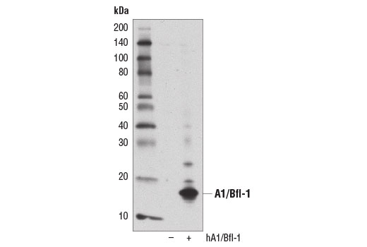 undefined Image 1: Pro-Survival Bcl-2 Family Antibody Sampler Kit II