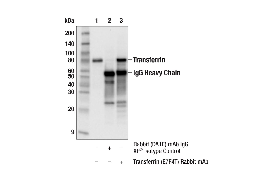 Immunoprecipitation Image 1: Transferrin (E7F4T) Rabbit Monoclonal Antibody