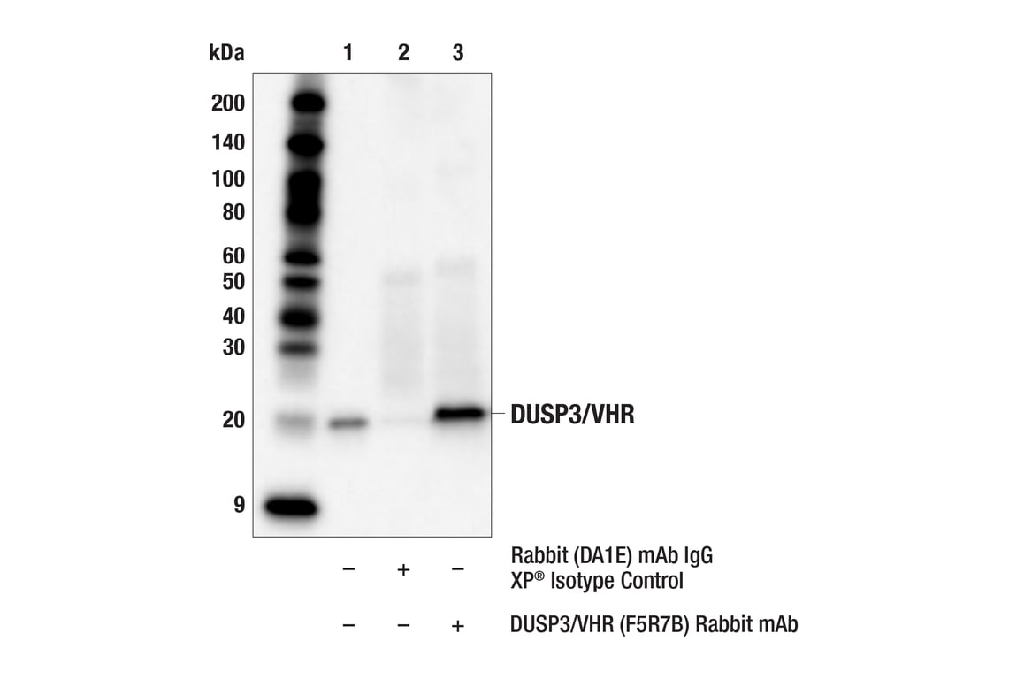 Immunoprecipitation Image 1: DUSP3/VHR (F5R7B) Rabbit Monoclonal Antibody