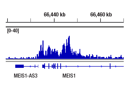 CUT & RUN Image 1: MLLT1/ENL (D9M4B) Rabbit Monoclonal Antibody