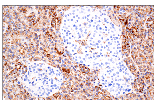 Immunohistochemistry Image 7: TSPO (D1N7Z) Rabbit Monoclonal Antibody
