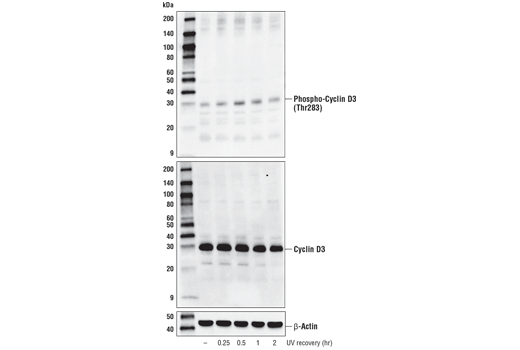 Western Blotting Image 2: Phospho-Cyclin D3 (Thr283) (E1V6W) Rabbit Monoclonal Antibody