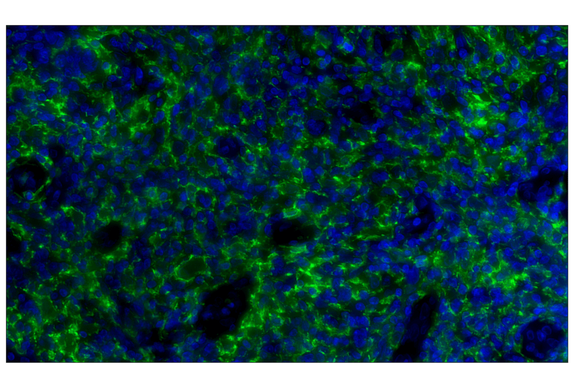 Immunohistochemistry Image 2: Iba1/AIF-1 (E4O4W) Rabbit Monoclonal Antibody (Alexa Fluor<sup>®</sup> 488 Conjugate)