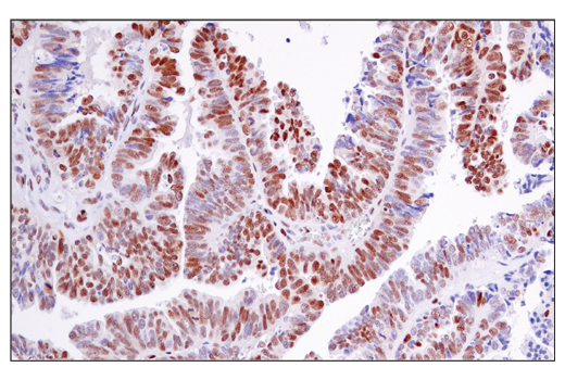 Immunohistochemistry Image 2: Phospho-ATF-2 (Thr71)/ATF-7 (Thr53) Antibody